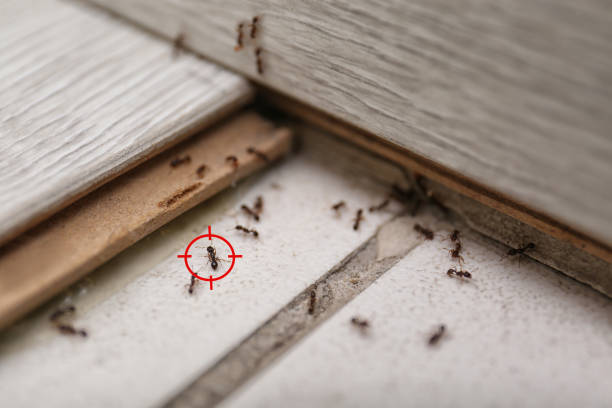 Trusted Salyersville, KY Pest Control Experts