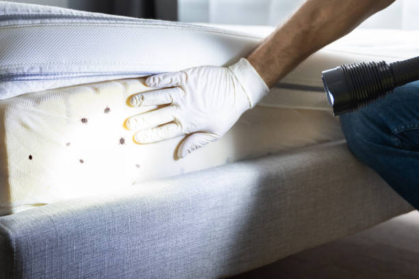 Best Exterminator Services  in Salyersville, KY