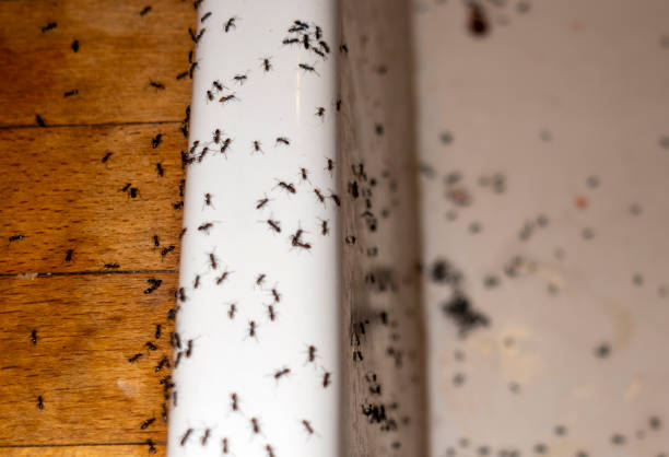 Best Residential Pest Control  in Salyersville, KY