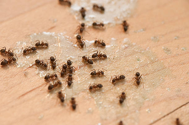 Flea Control Services in Salyersville, KY