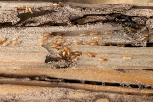 Best Pest Prevention Services  in Salyersville, KY