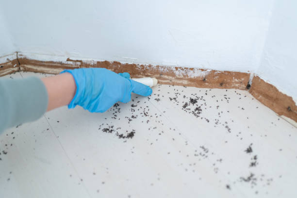 Best Best Pest Control Companies  in Salyersville, KY